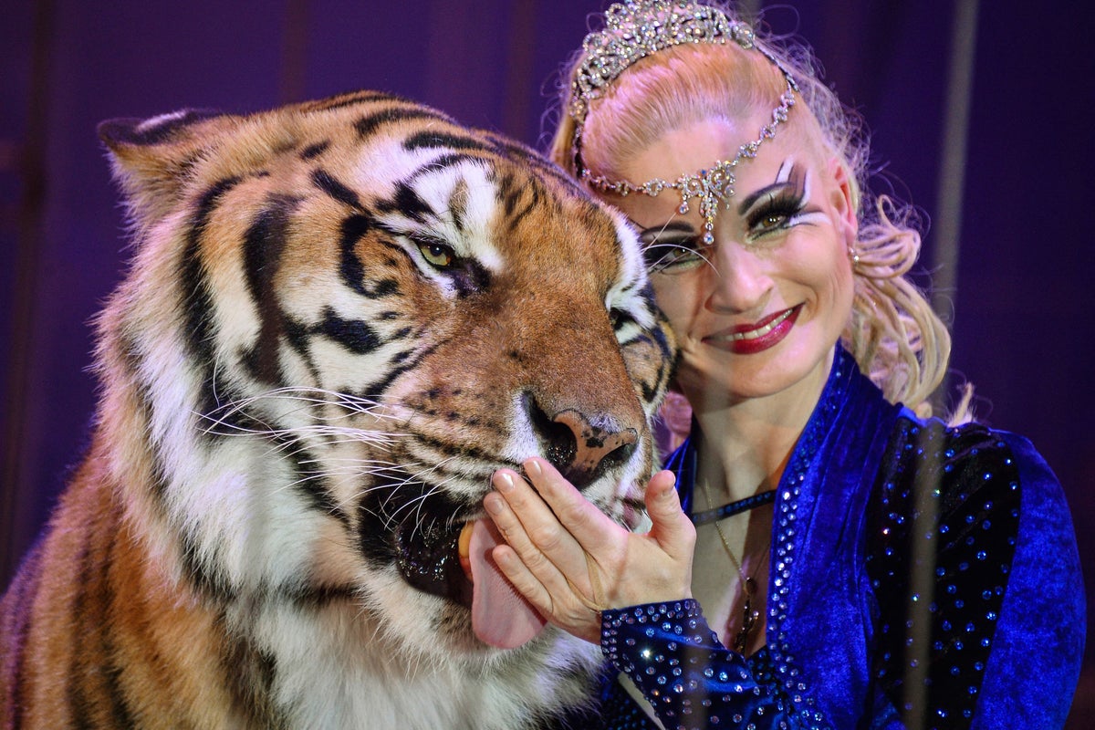 Ausgebüxtes Tiger von deutscher Polizei nach Angriff erschossen