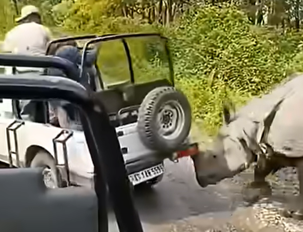https://static.independent.co.uk/2026/05/18/8/08/rhino-assam-manas-national-park.png?trim=30,0,31,0&width=1200&height=800&crop=1200:800