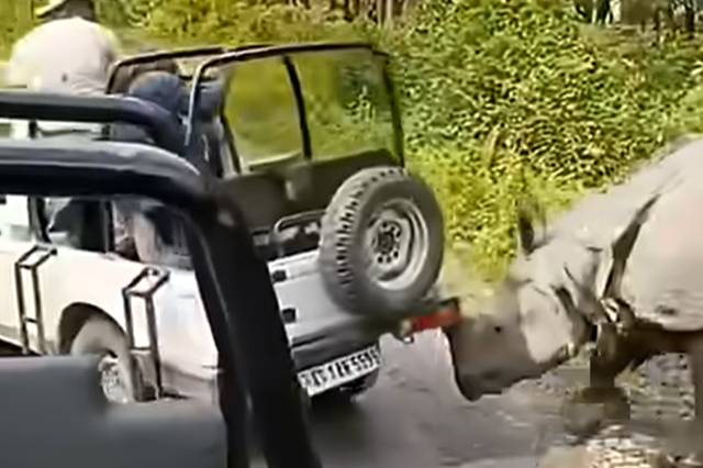 <p>Rinoceronte atacando un jeep en Assam</p>