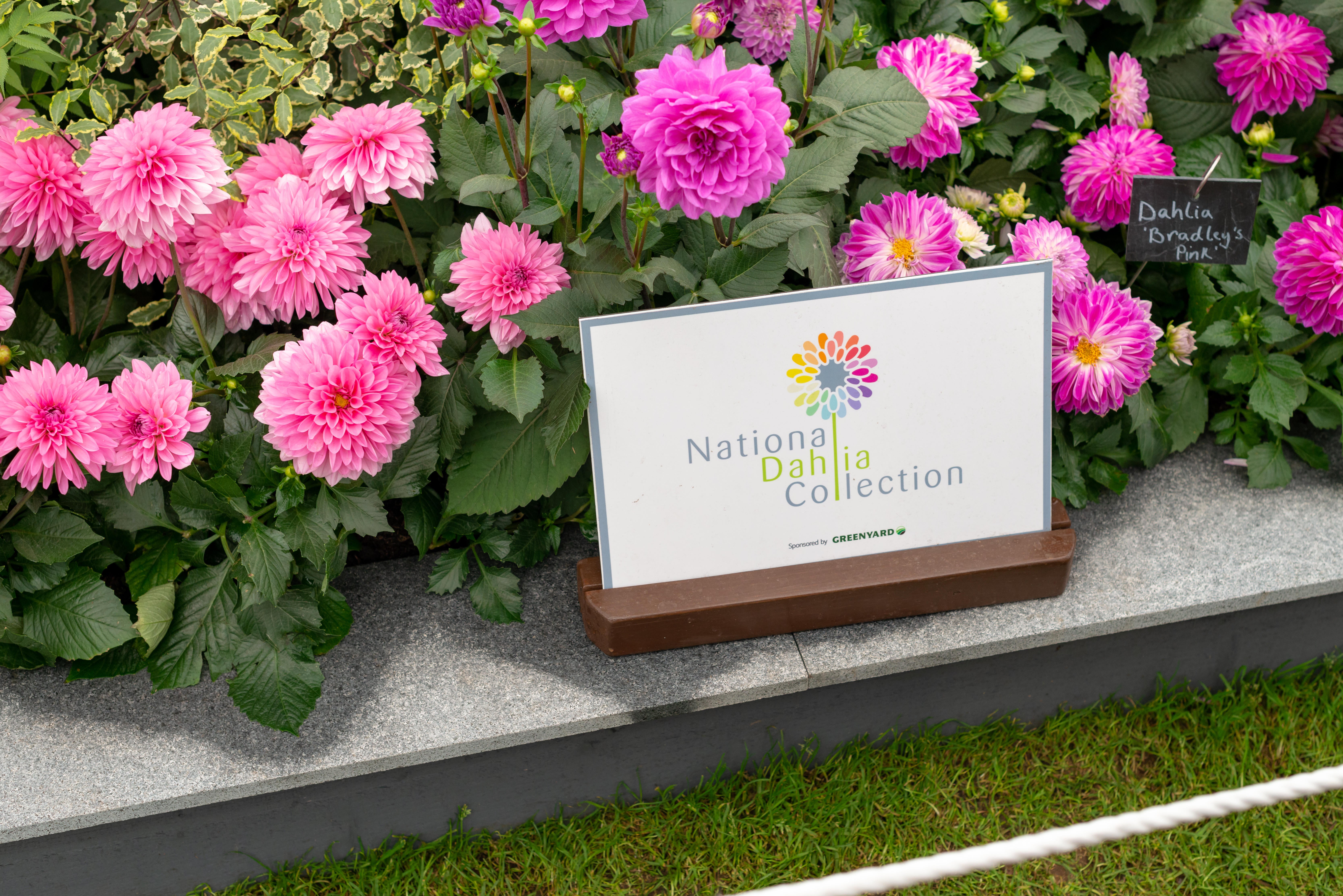 A display of dahlias on the National Dahlia Collection stand at RHS Chelsea Flower Show