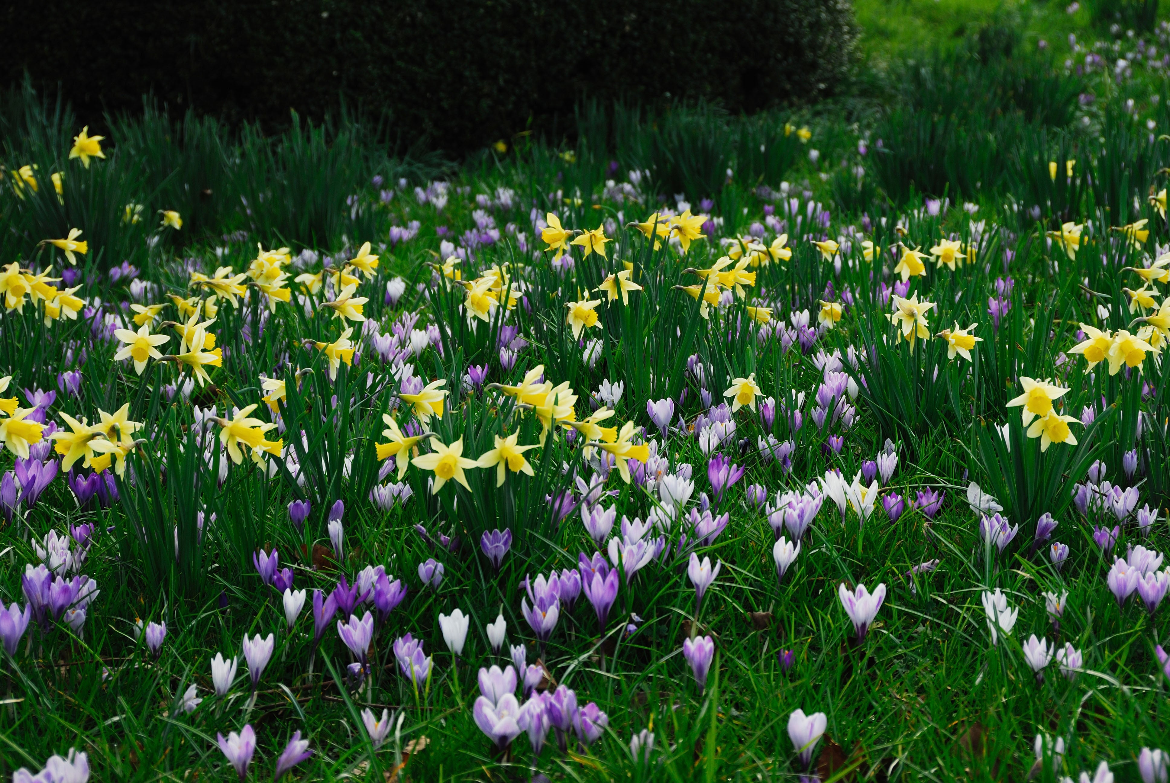 Learn about the plants you already have in order to nurture them fully