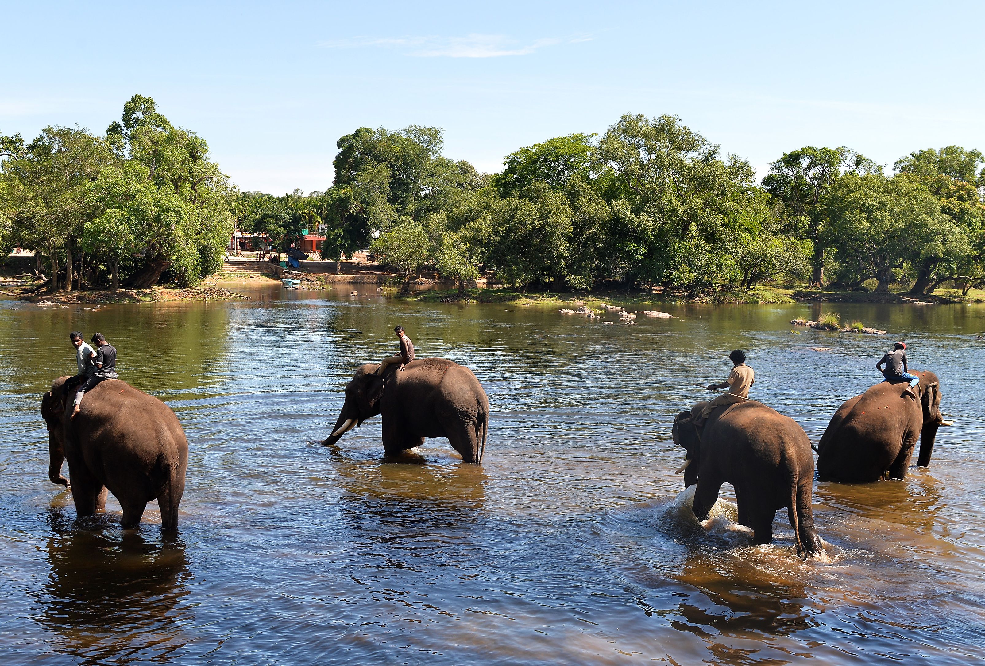 Elephants being taken for a bath in the Cauvery River at the Dubare Elephant Camp in Kodagu District, about 250 kms west of Bangalore