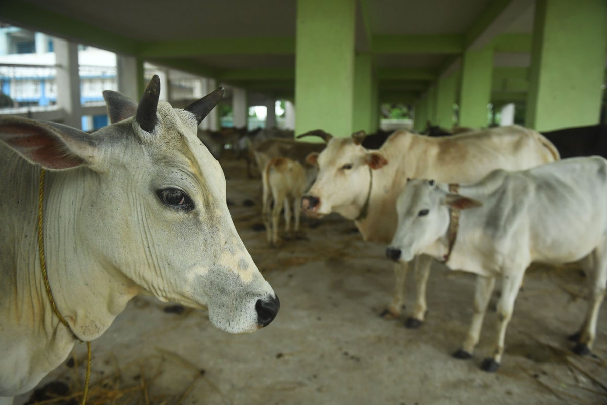 Beef disappears from menus as Modi’s Hindu nationalist party brings rapid changes in Indian state