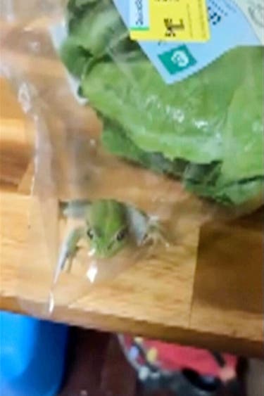 <p>Australia Salad Frog</p>