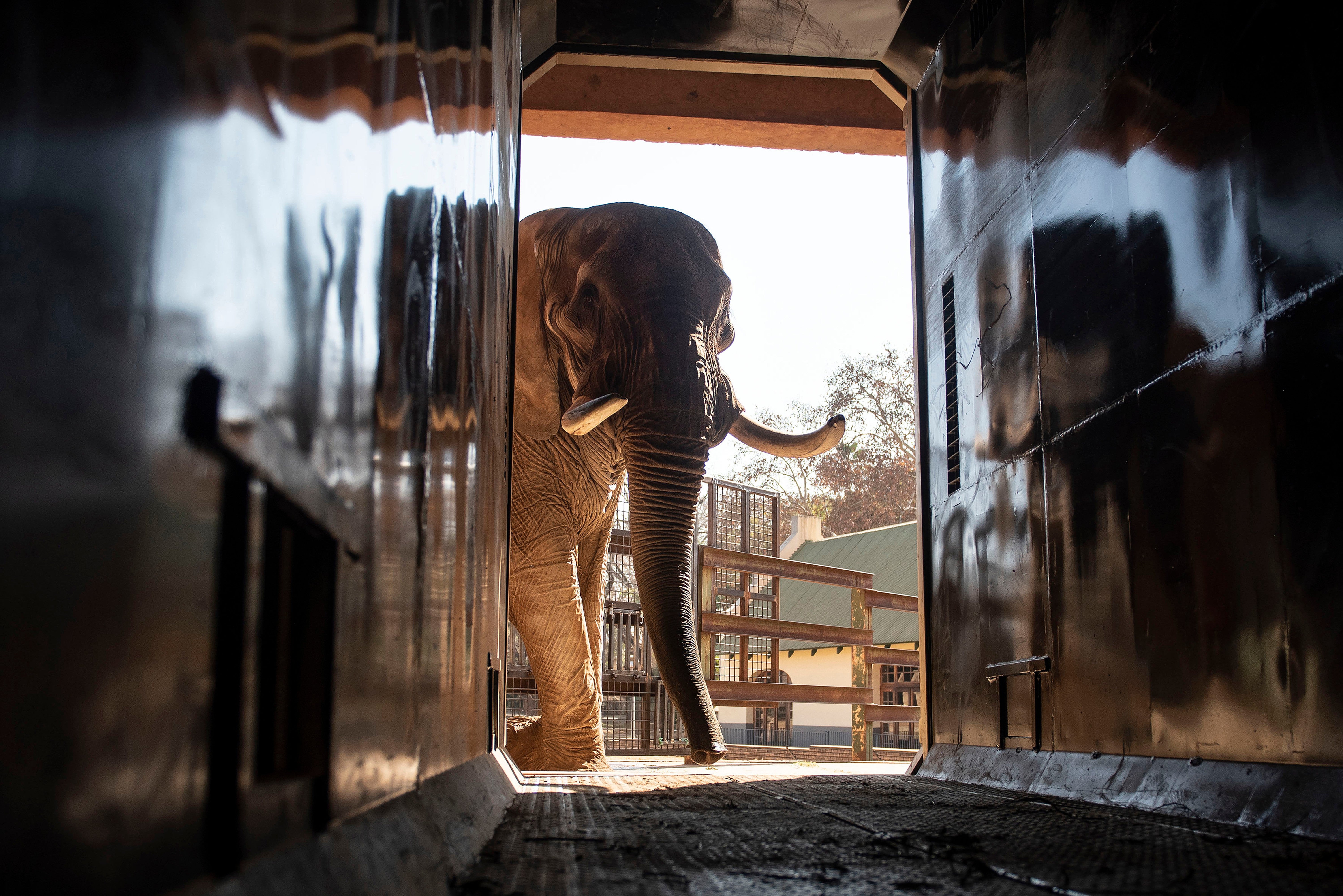 Charley was relocated from another South African zoo to a game reserve in 2024