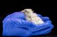 Live chicks hatched from 3D printed eggshell in breakthrough by de-extinction company