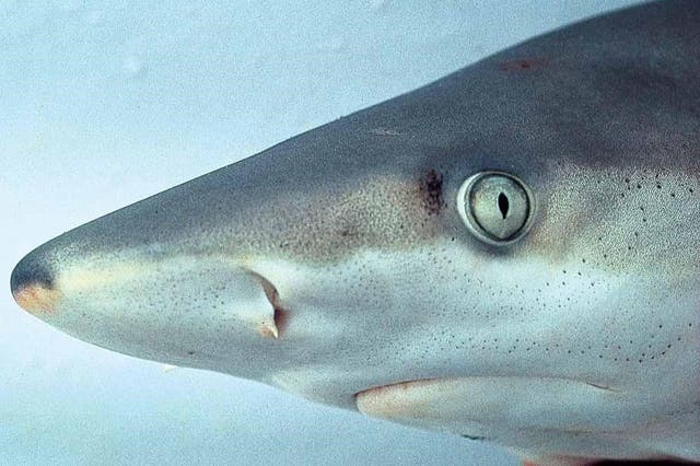Trump Admin Proposes Looser Shark Limits, Critics Warn Harm
