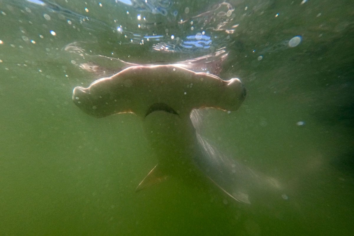 Shark’s Demise: A Learning Opportunity Lost
