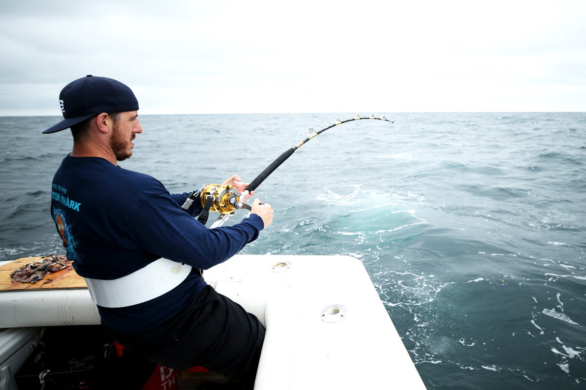 Fishermen could soon be allowed to hunt more sharks under Trump team proposal