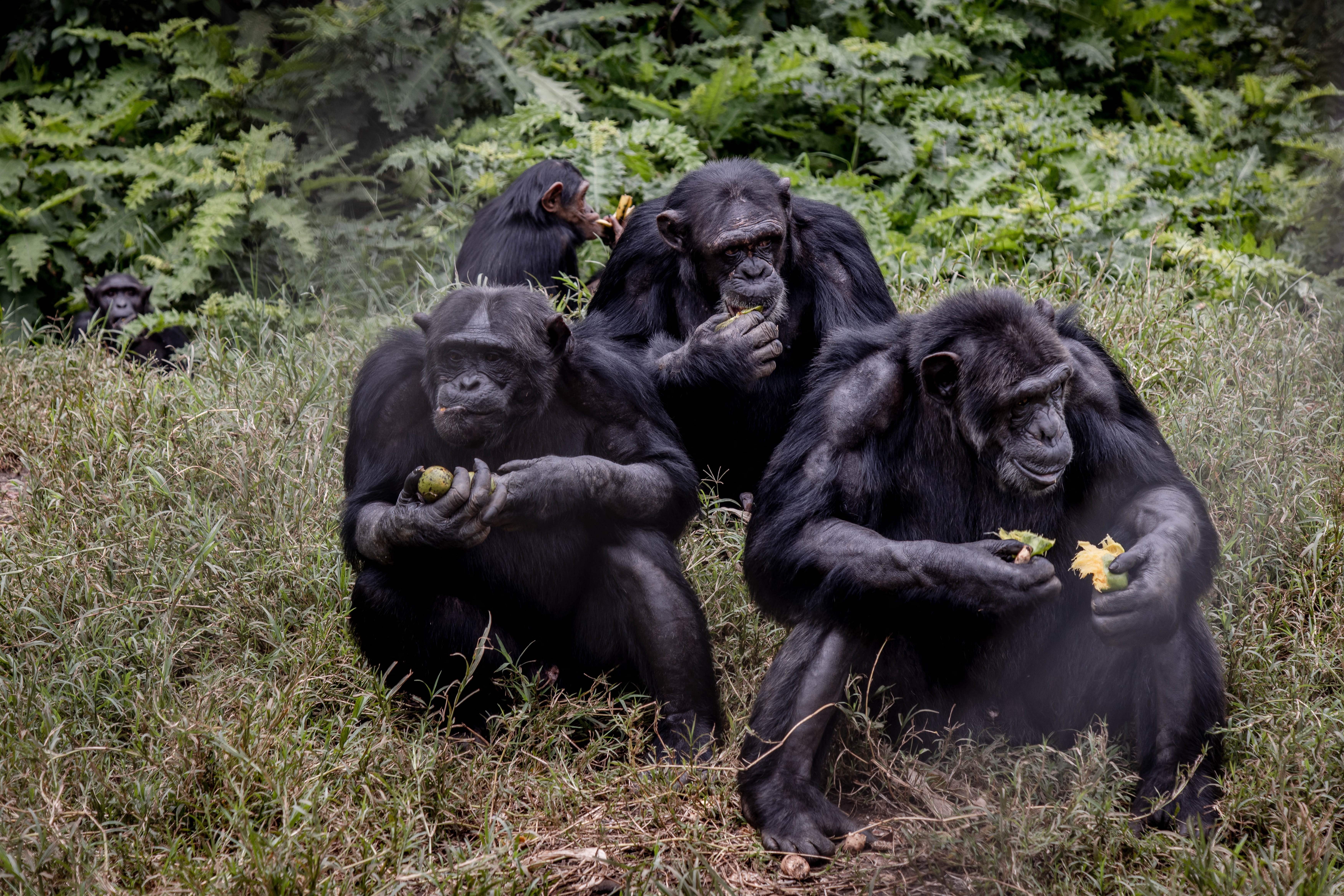 Sellers frequently bypass automated social media filters by using code words like ‘monkey rehoming’ or ‘adoption.’ The tactics allow commercial wildlife transactions to remain publicly visible as charitable rescues (AFP via Getty Images)