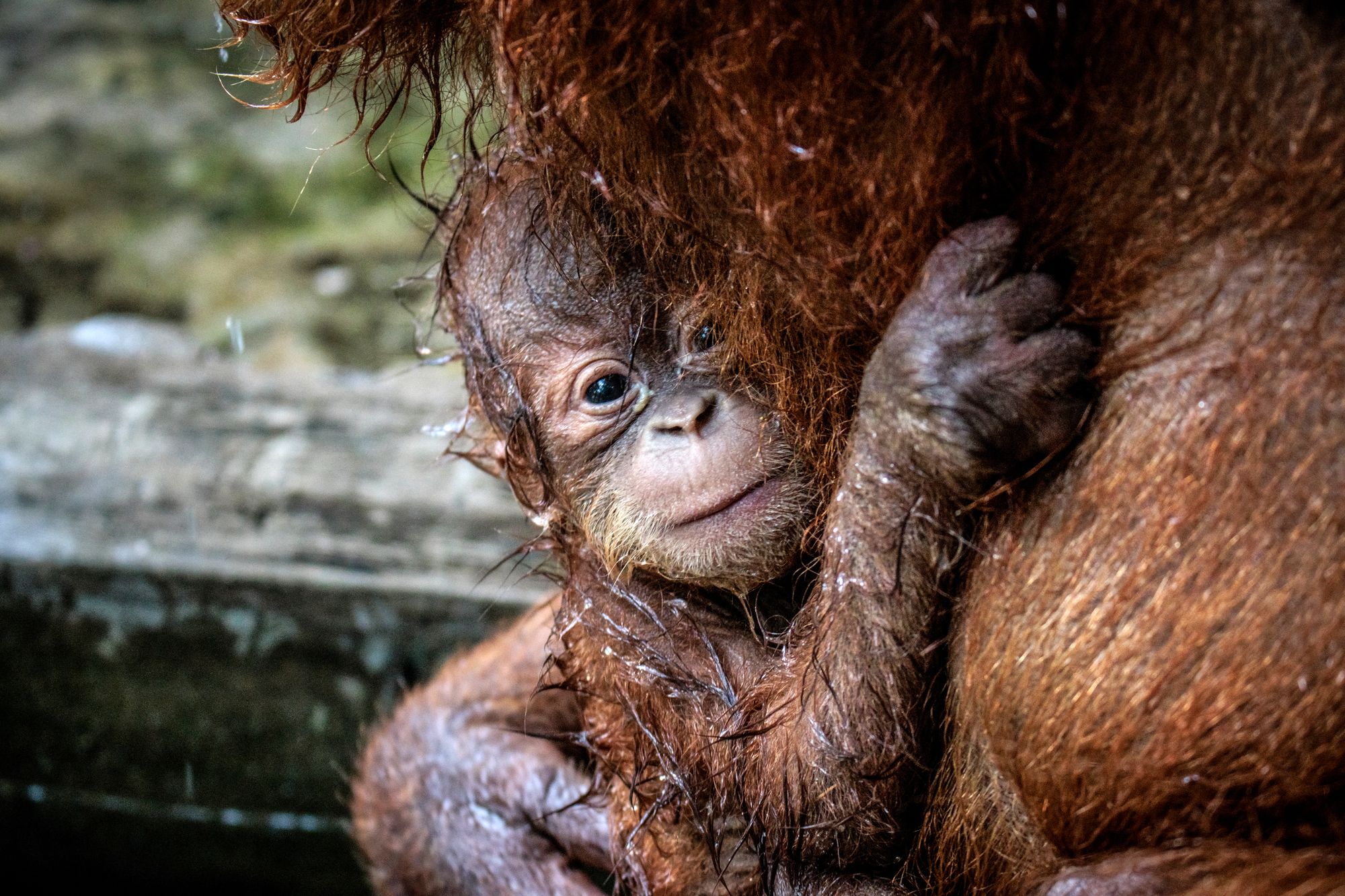Poachers are targeting infant primates in the wild to exploit a false belief among buyers that younger animals bond better with humans. The report warns that many of these animals suffer severe trauma or die during transit (AFP via Getty Images)