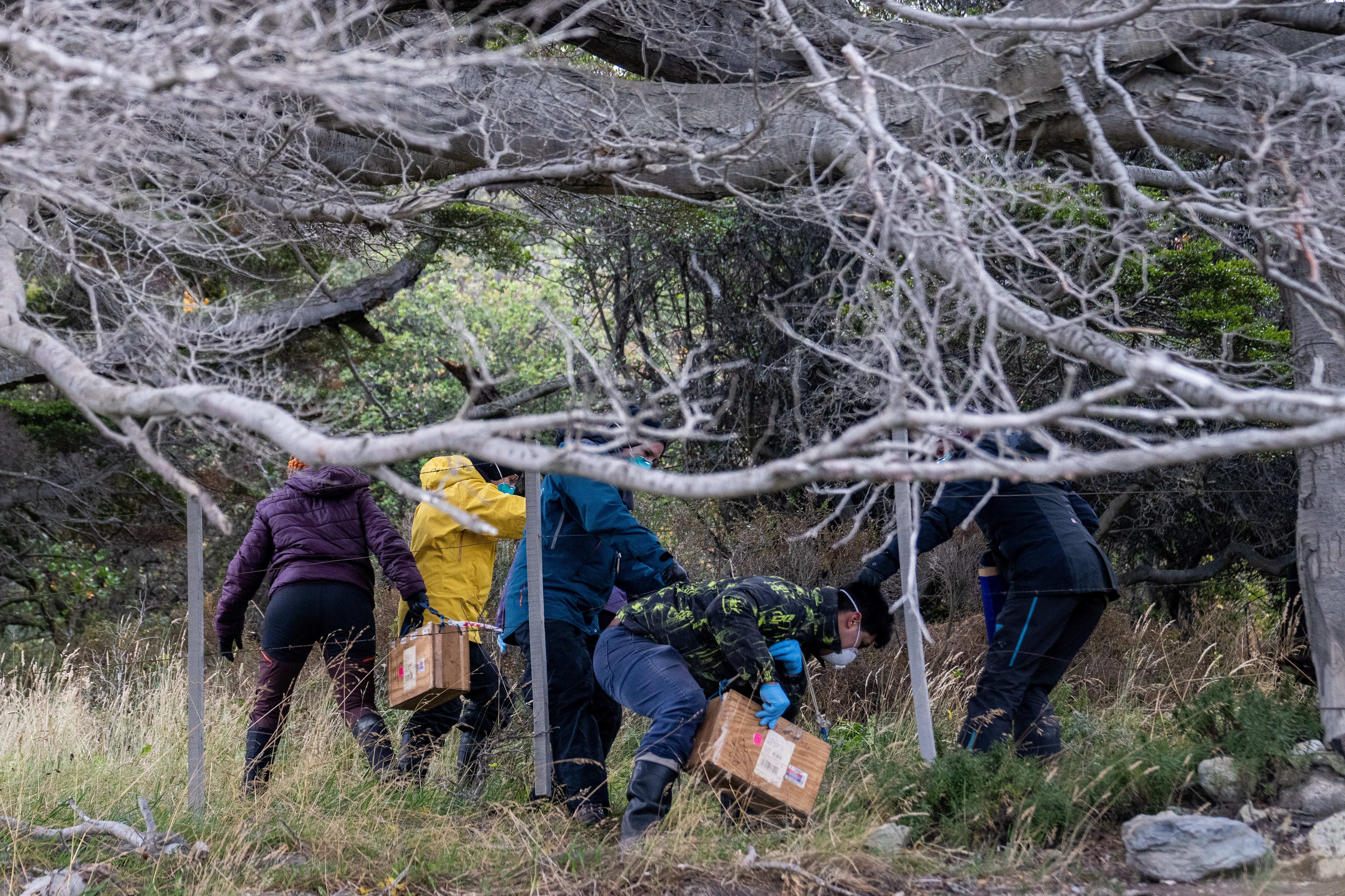 The hantavirus has never been recorded in Ushuaia or the wider archipelago of Tierra del Fuego (AP Photo/Lujan Agusti)