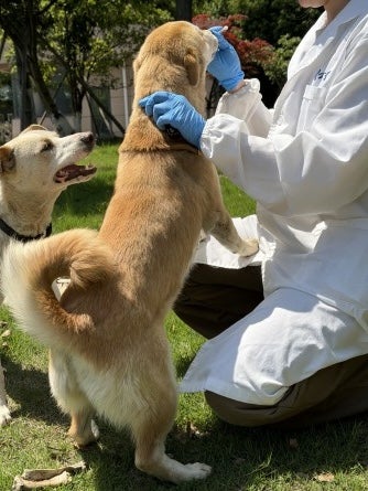 Researcher swabs a dog’s mouth