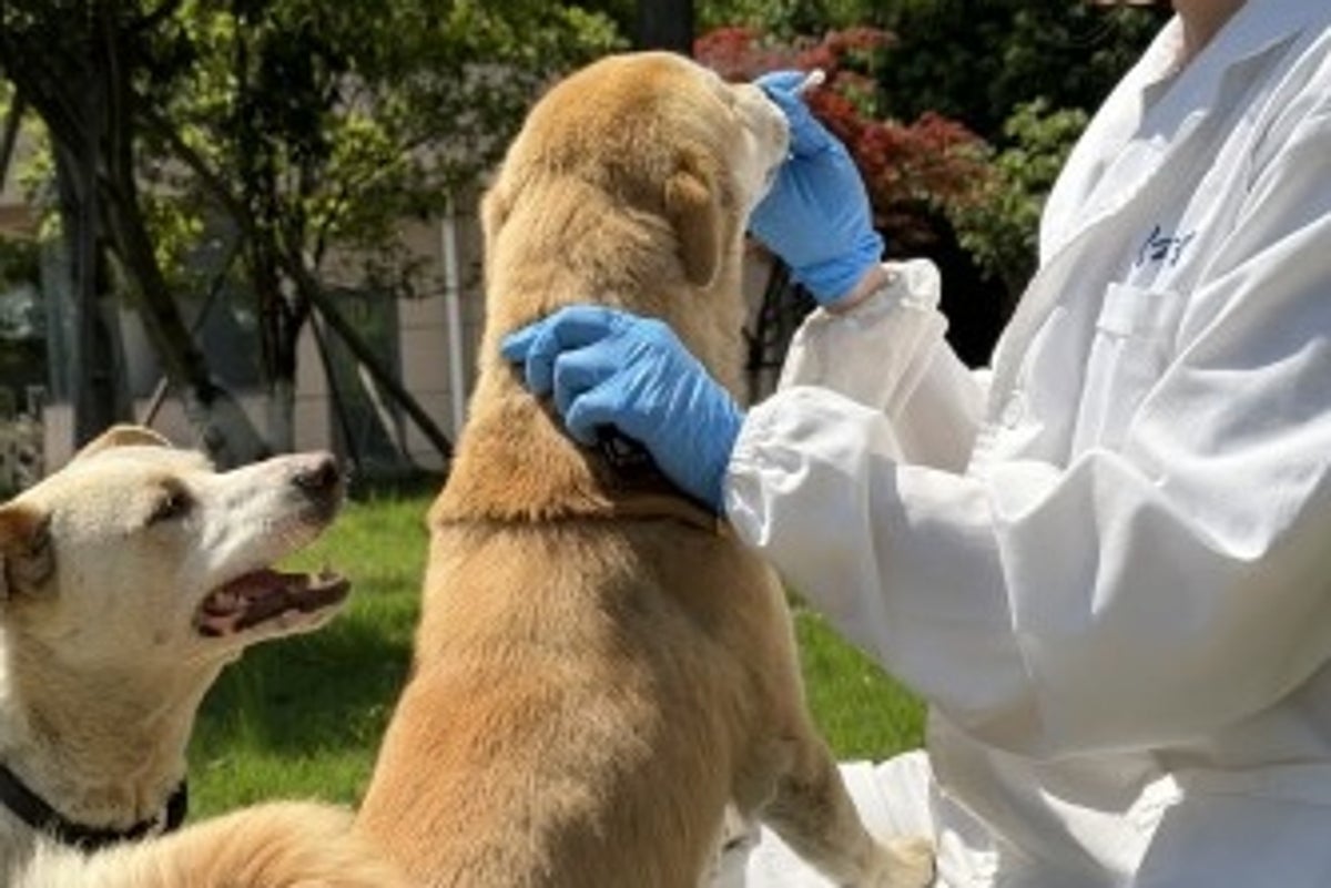 Molasses-Derived Spray Reduces Odor Compounds in Dogs' Saliva
