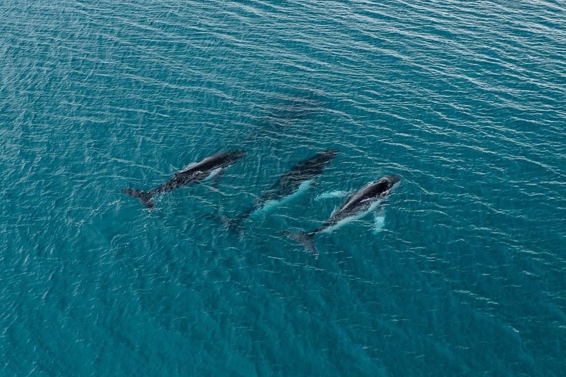 Three humpback whales migrating along the eastern Australia coast