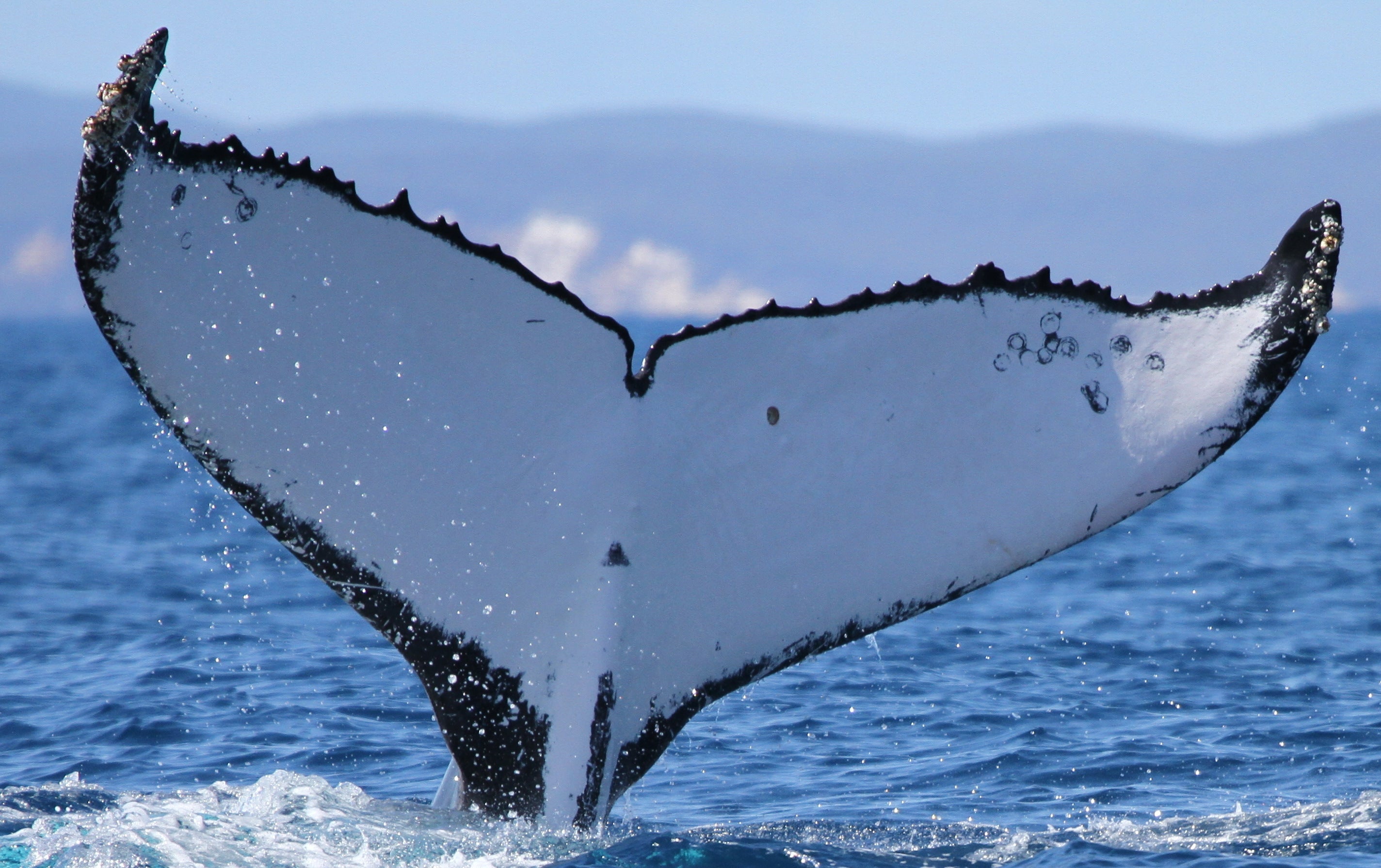 Scientists tracked the whales using their unique tail markings