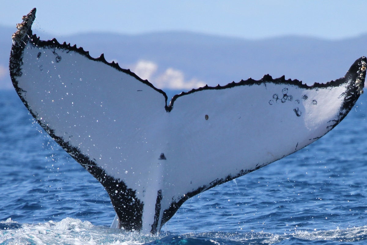 Two humpback whales set records swimming between Australia and Brazil – UK Times Two humpback whales set records swimming between Australia and Brazil – UK Times
