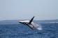 Two humpback whales set new migration record with epic Australia to Brazil journey