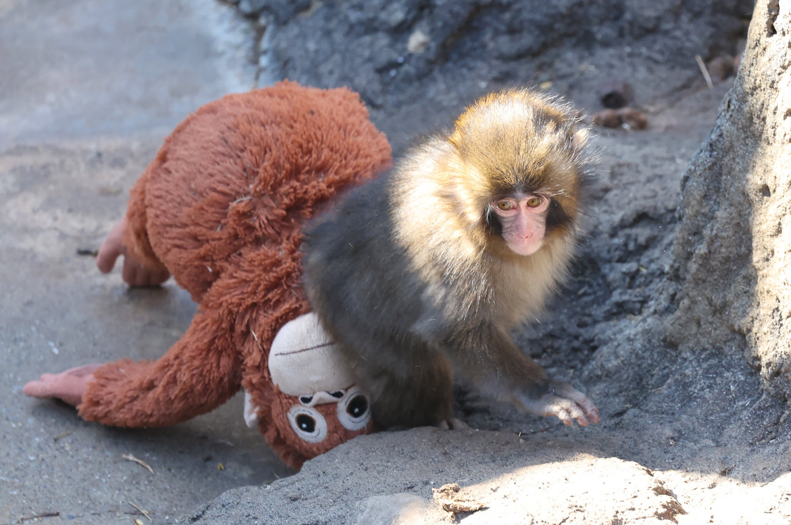 File. Punch with a stuffed orangutan toy at the Ichikawa City Zoo in Chiba Prefecture on 19 February 2026 (Getty)