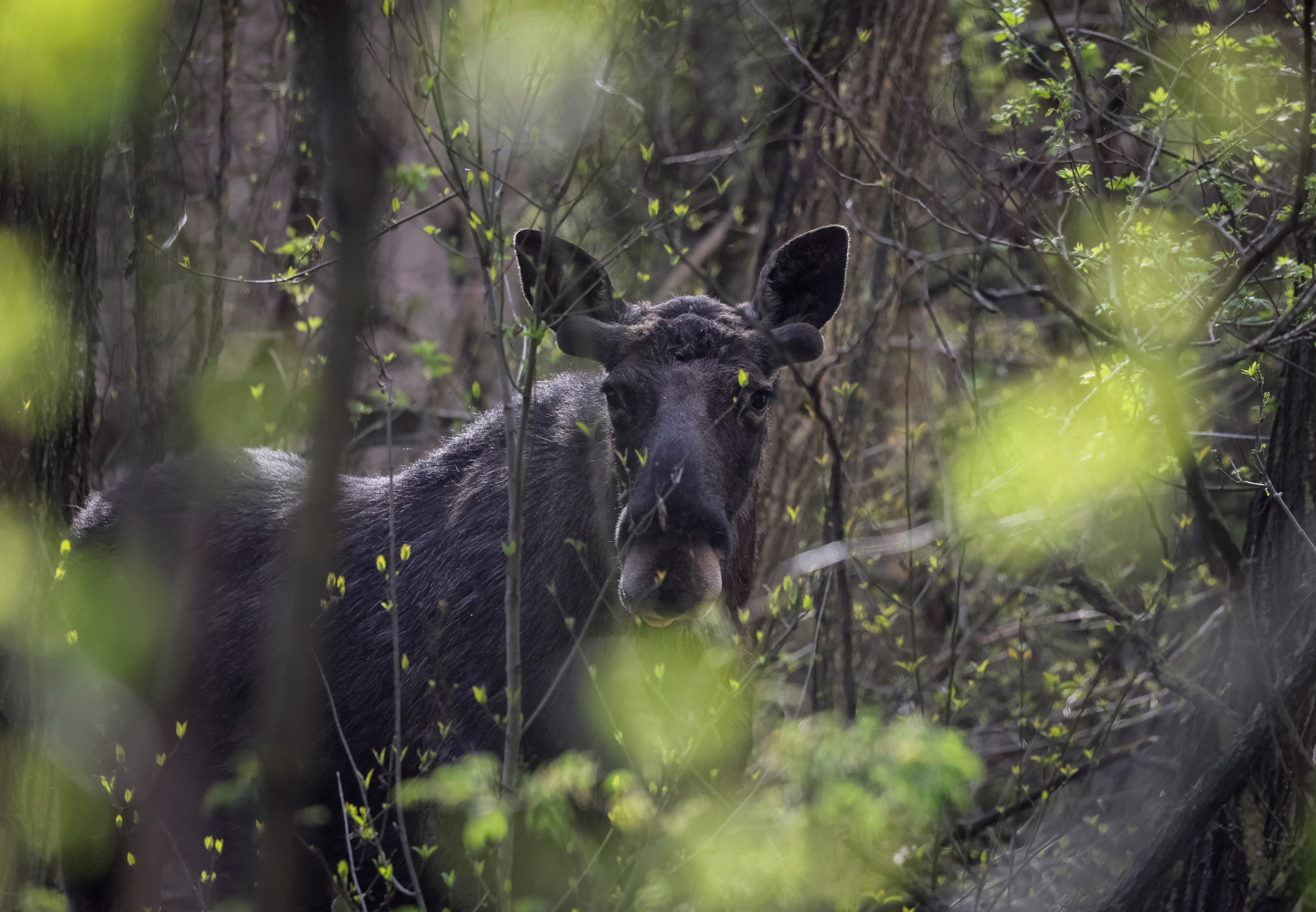 A moose in the abandoned city of Prypiat near the Chernobyl nuclear power plant