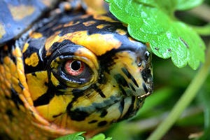 Eastern box turtles are famed for the bright and distinctive coloring on their shells (Indiana Department of Natural Resources)