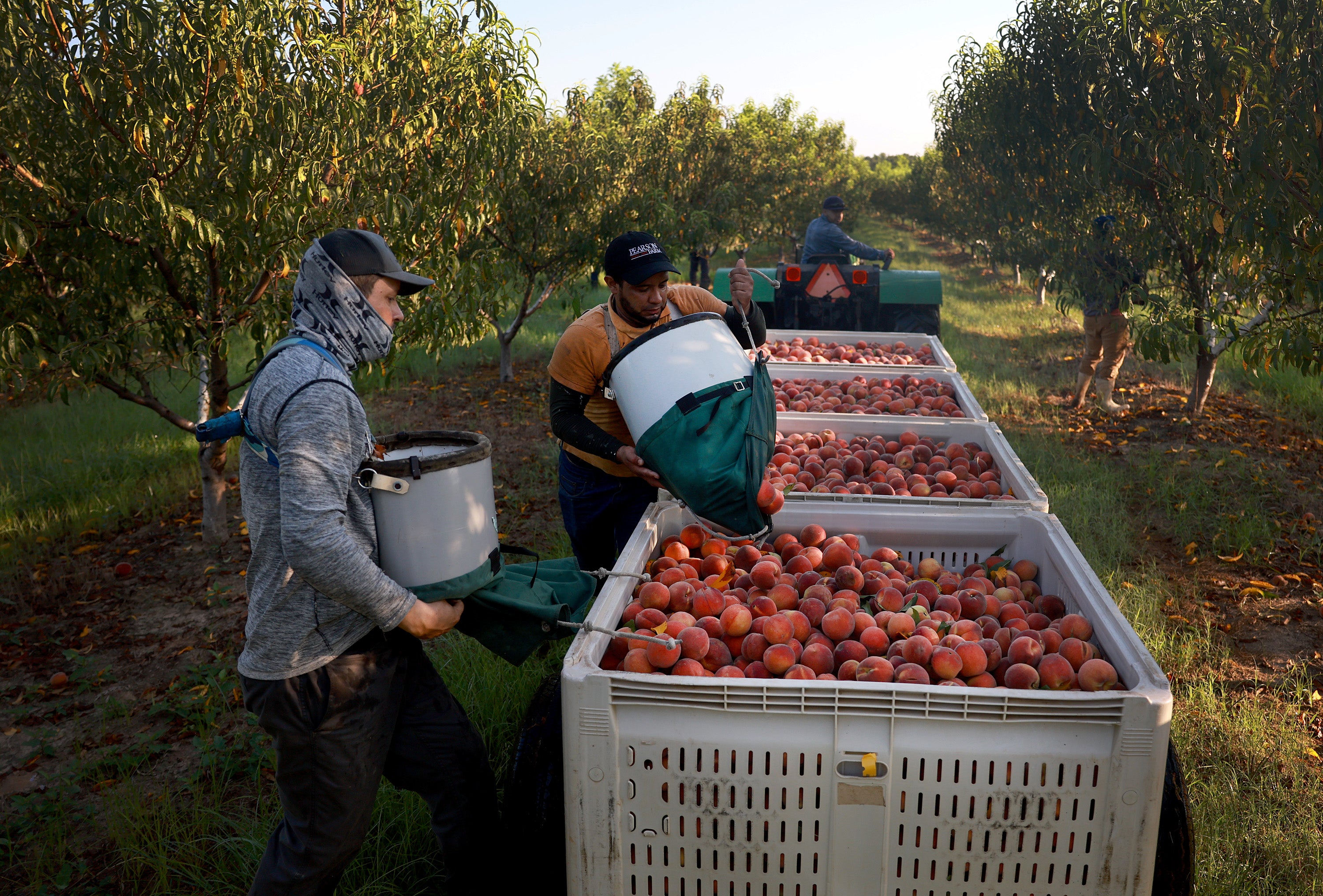 Workers fill boxes with peaches at an orchard in Fort Valley, Georgia, in July 2023. Nearly 99 percent of peach samples were contaminated with pesticide residues (Getty)