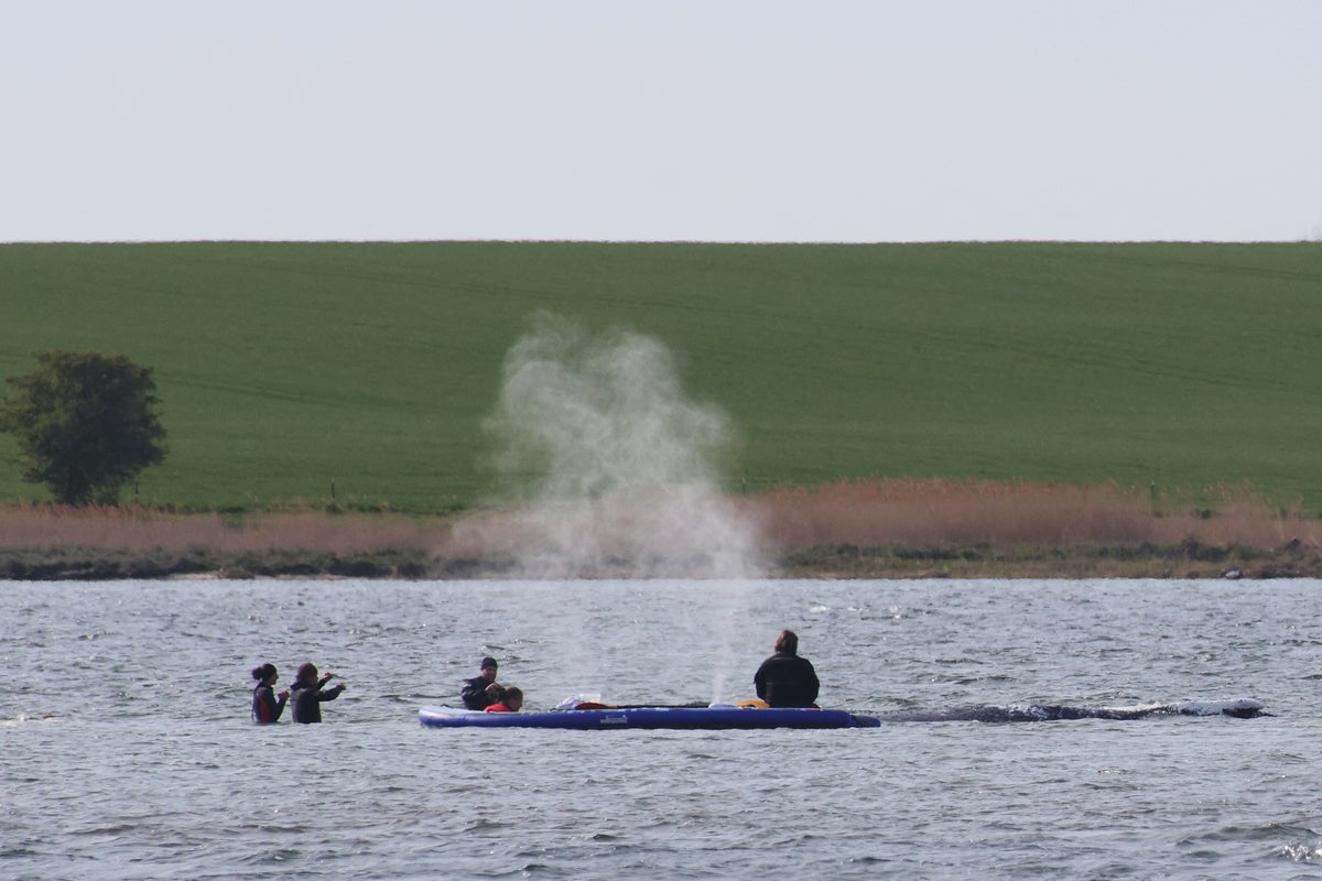 Timmy the whale’s carcass dragged onto beach weeks after death