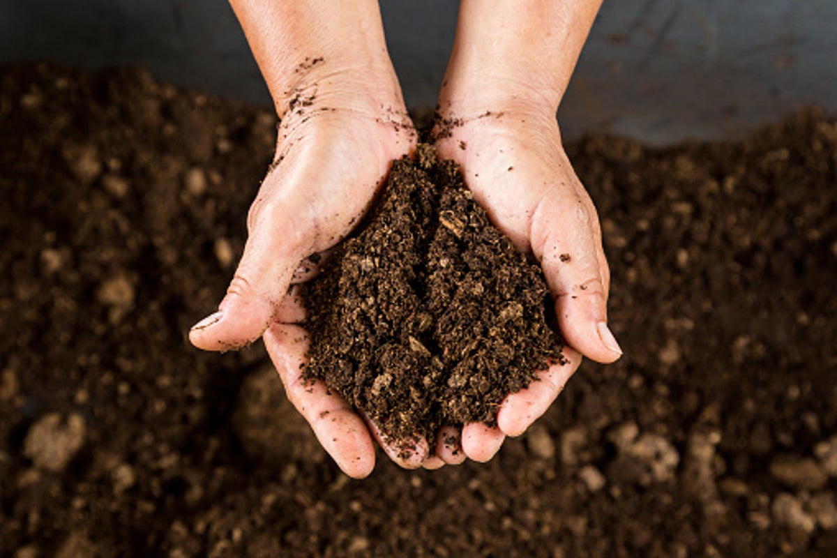 Maine high schoolers accidentally served baked dirt for dessert after mix-up with science experiment – UK Times Maine high schoolers accidentally served baked dirt for dessert after mix-up with science experiment – UK Times