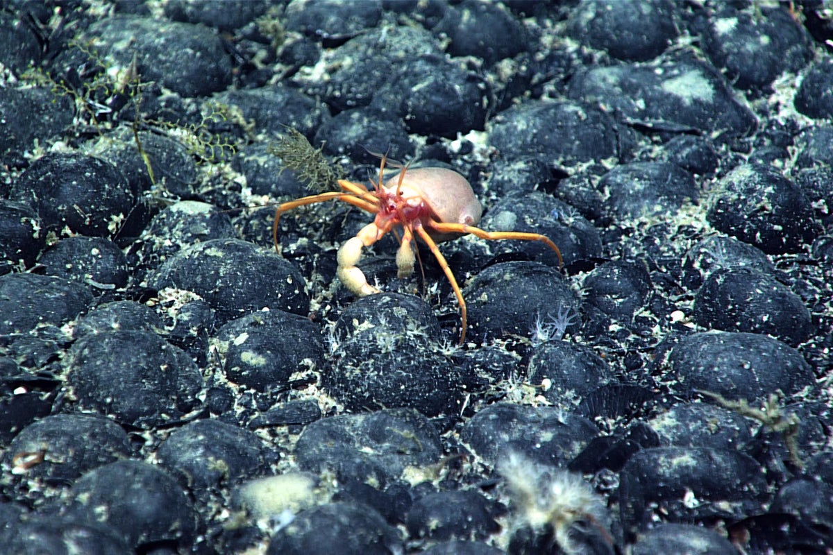US Territories Push Back Against Trump's Pacific Deep-Sea Mining Plan