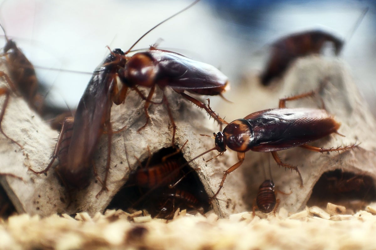‘Cockroach party’ unites millions of frustrated Indian youth