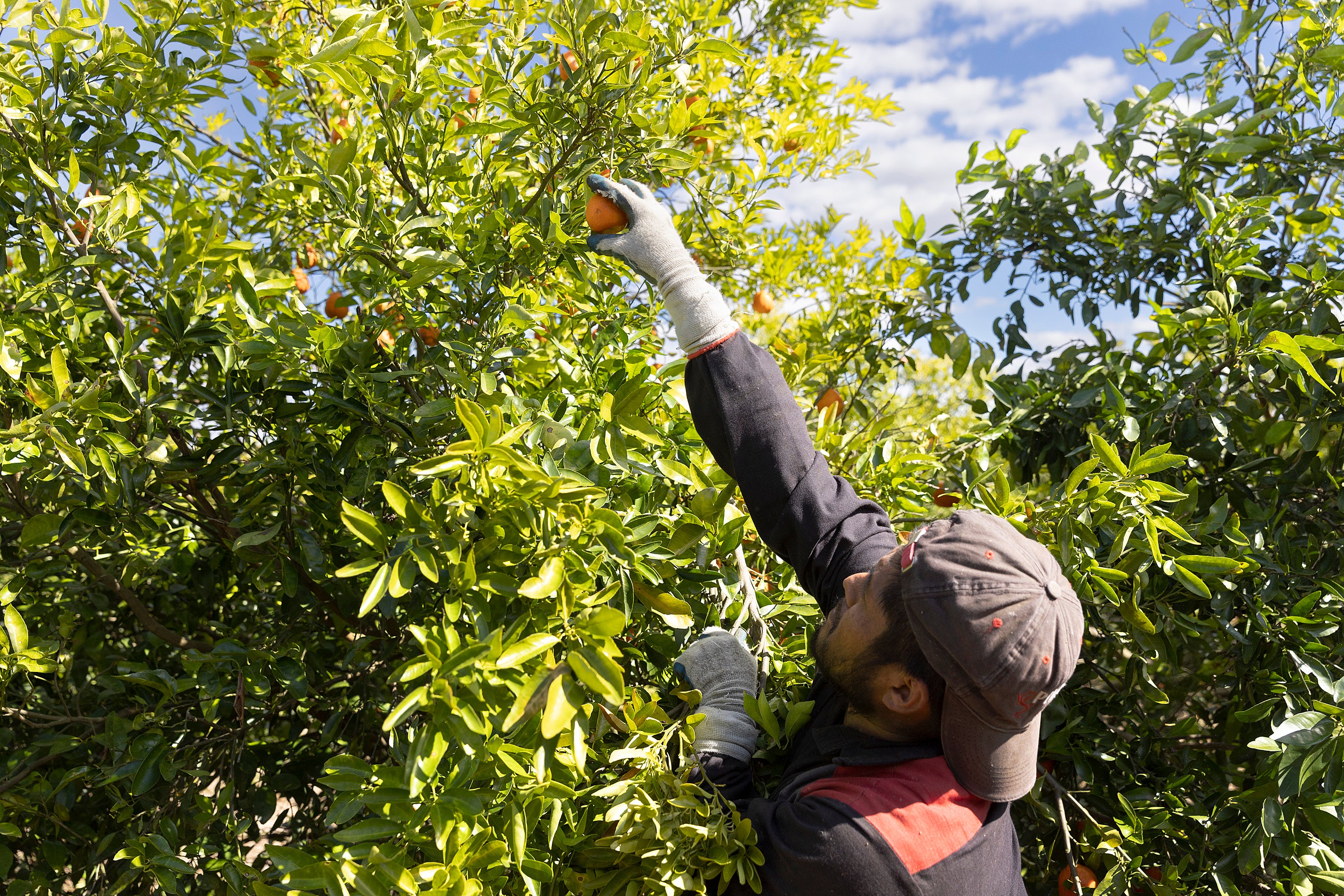 The kind of vitamin C found supplements and food differs from what is used as a preservative