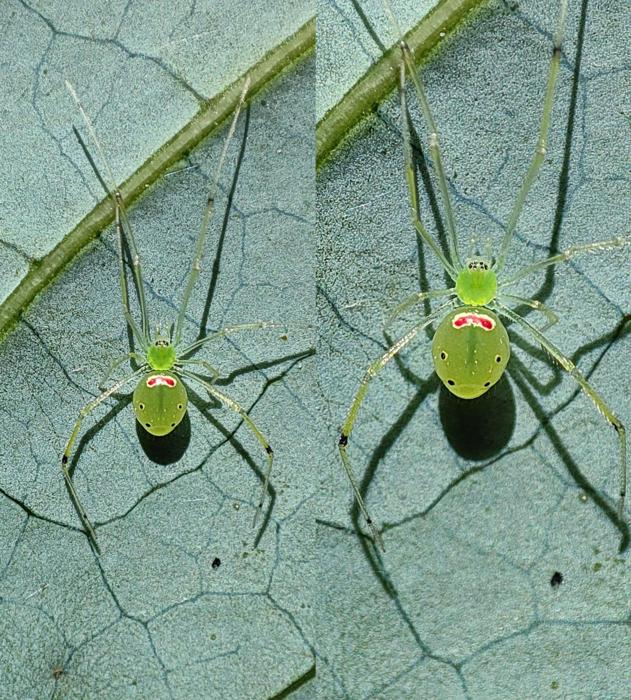 Theridion himalayana species