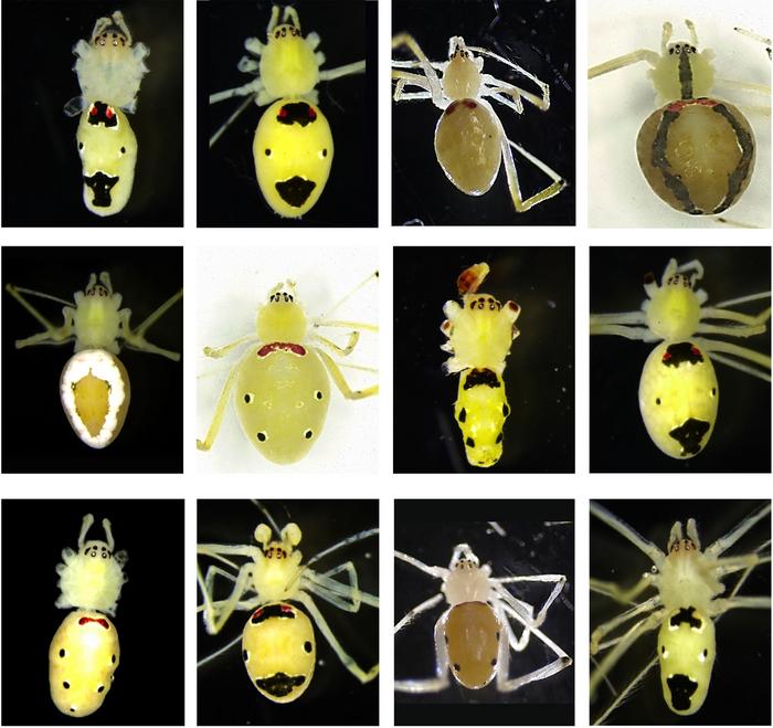 Collage, die Morphen einiger Männchen und Weibchen von Theridion himalayana zeigt