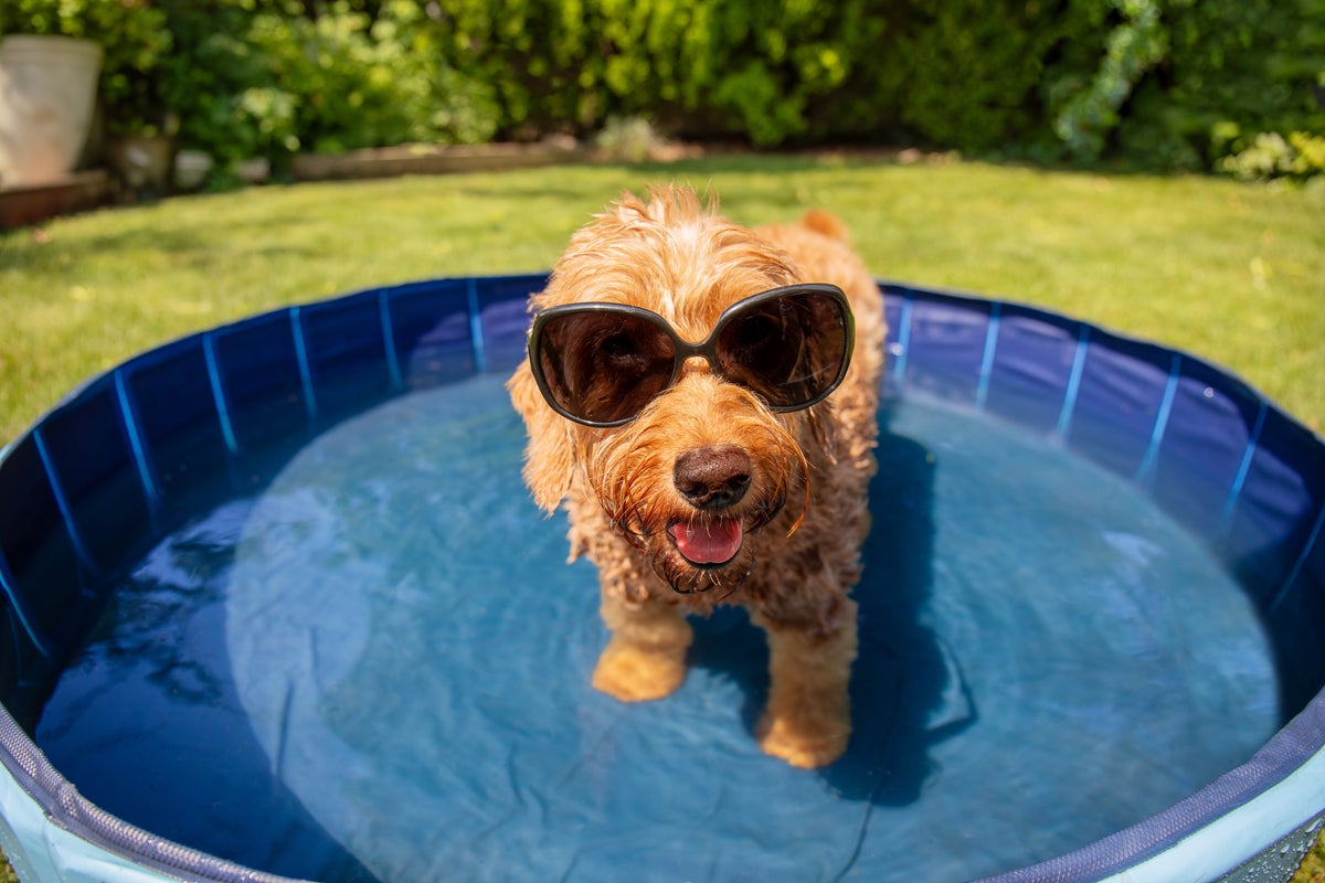When is it too hot to walk your dog? 11 simple ways to keep them safe in heatwave