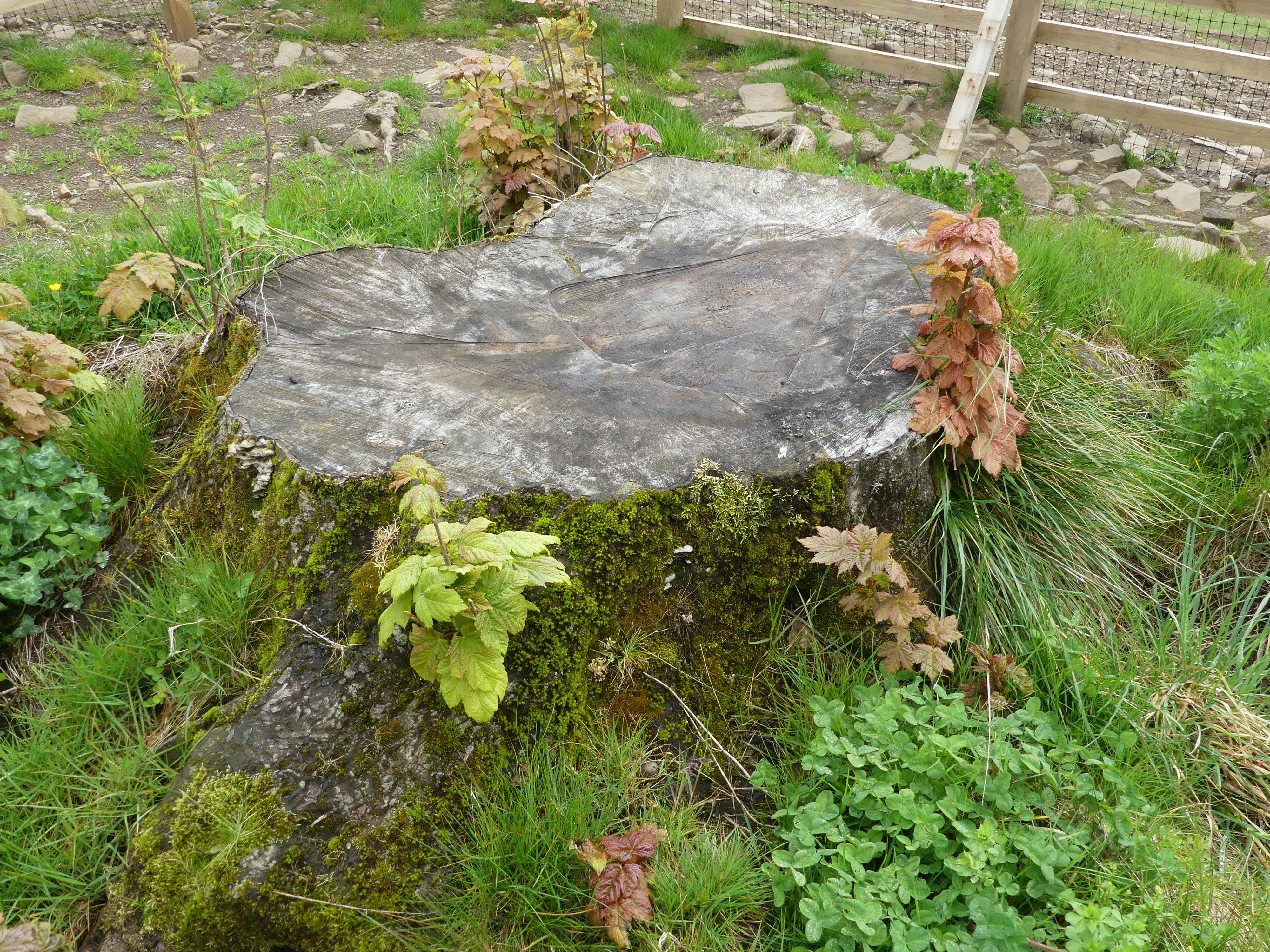 New shoots growing from the stump of the sycamore gap tree earlier this week