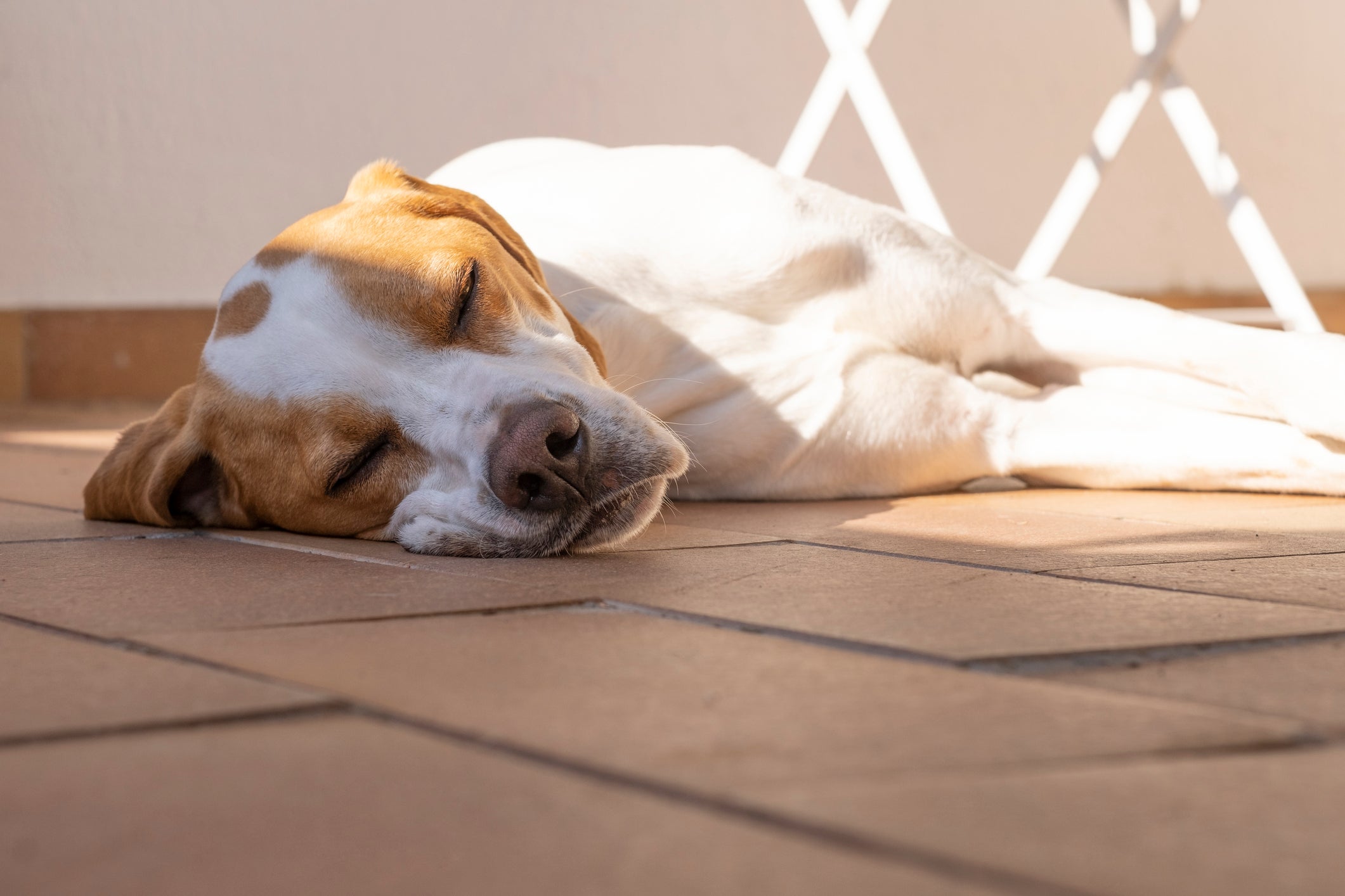 Pets are also at risk when the mercury soars