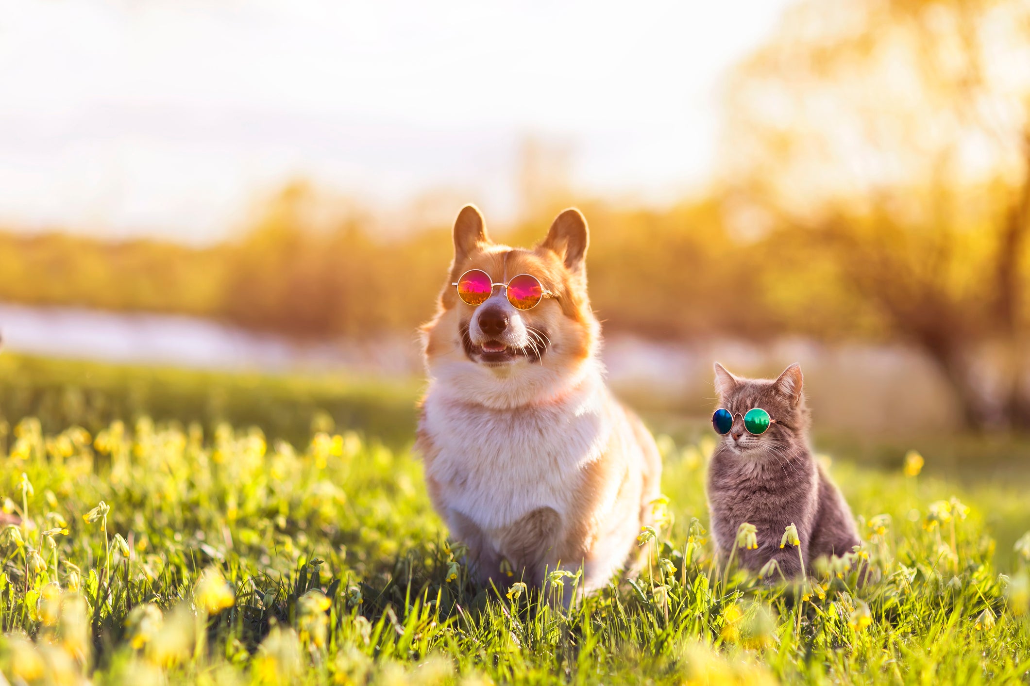 We also need to protect our pets from the sun.