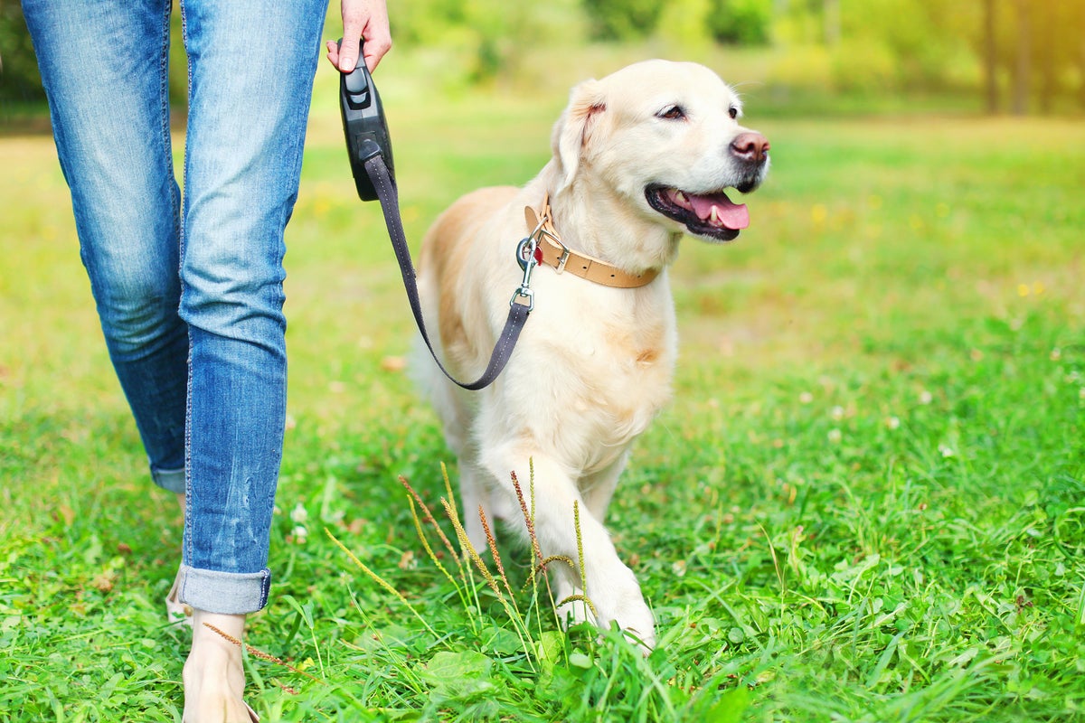 When is it too hot to walk your dog? 11 simple ways to keep them safe in heatwave – UK Times When is it too hot to walk your dog? 11 simple ways to keep them safe in heatwave – UK Times