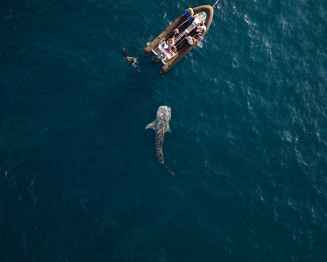 A majestic whale shark in Triton Bay