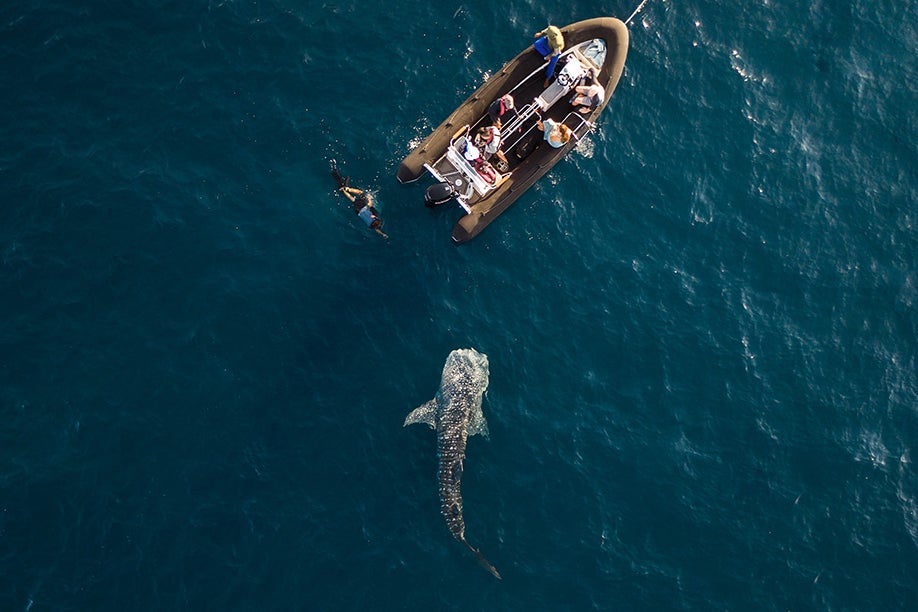 A majestic whale shark in Triton Bay (Aqua Expeditions)