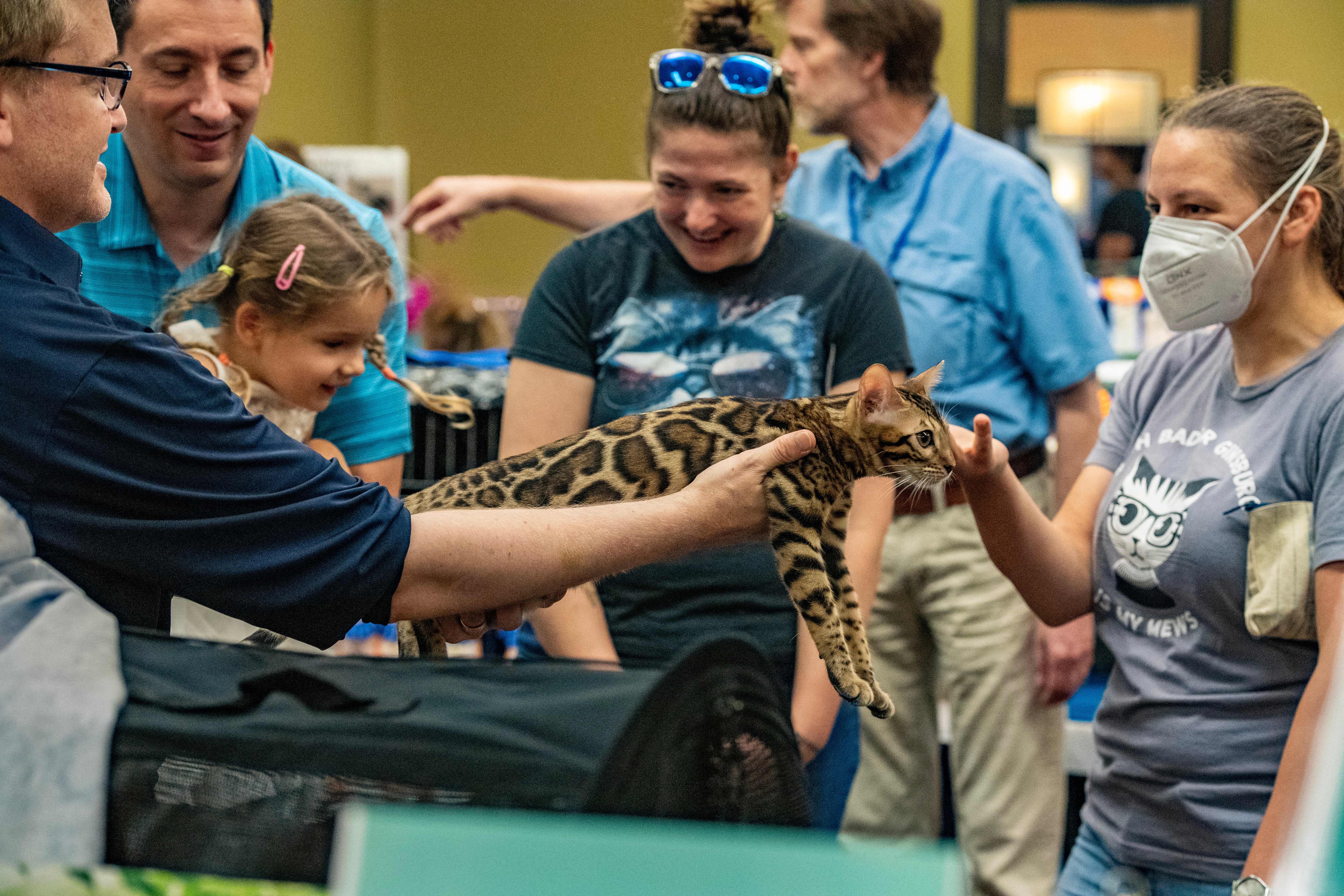 Doug Welsh holds his Bengal cat for people to pet during the New England Meow Outfit's 10th Annual Allbreed and Household Pet Cat Show in Natick, Massachusetts, in August 2023. Experts are warning cat owners about the spreading dangers of a disease that can kill their pets in just days
