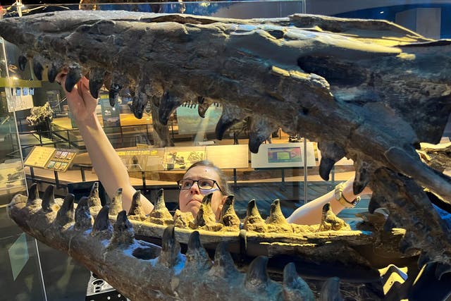 <p>La especie de dinosaurio marino alcanzaba los 13 metros de longitud</p>