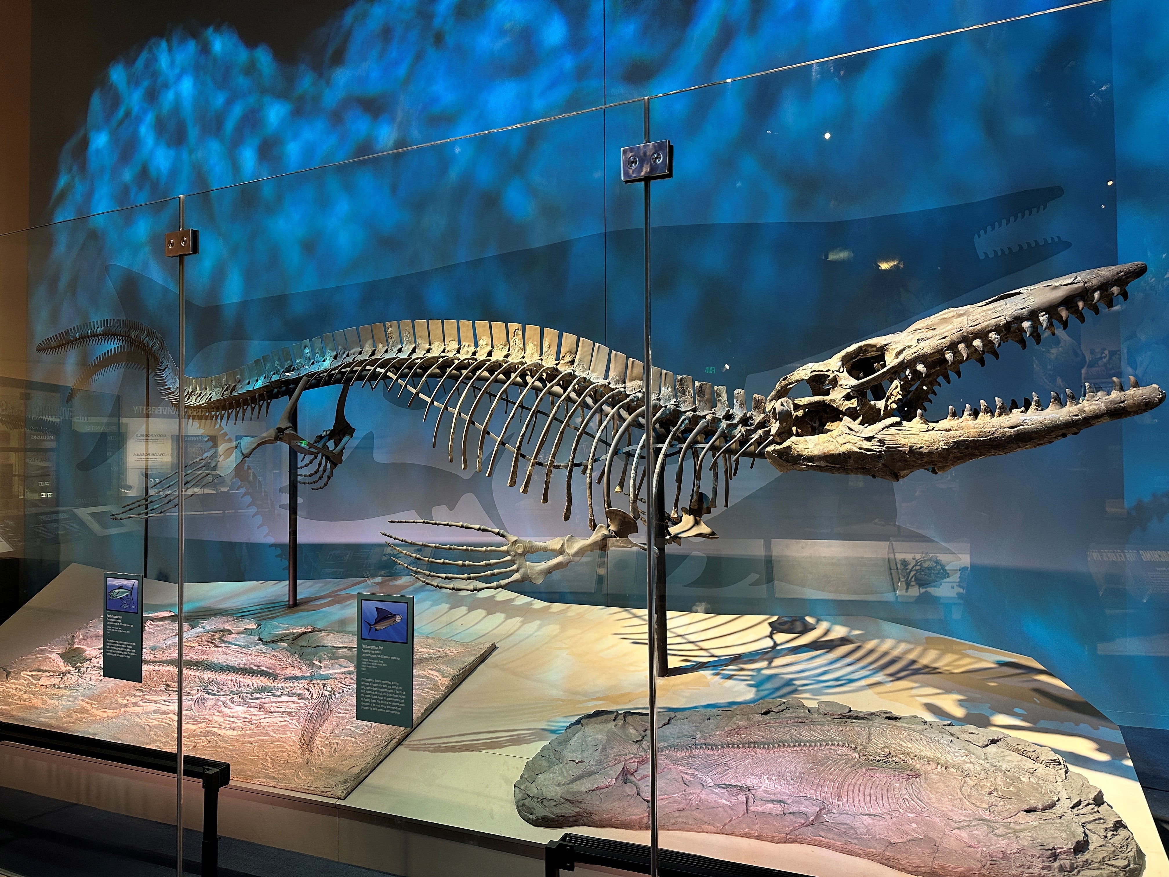 Tylosaurus rex holotype skeleton
