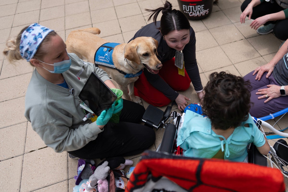 Healing with a wag and a nuzzle, meet the dogs brightening hospital days, in photos – UK Times