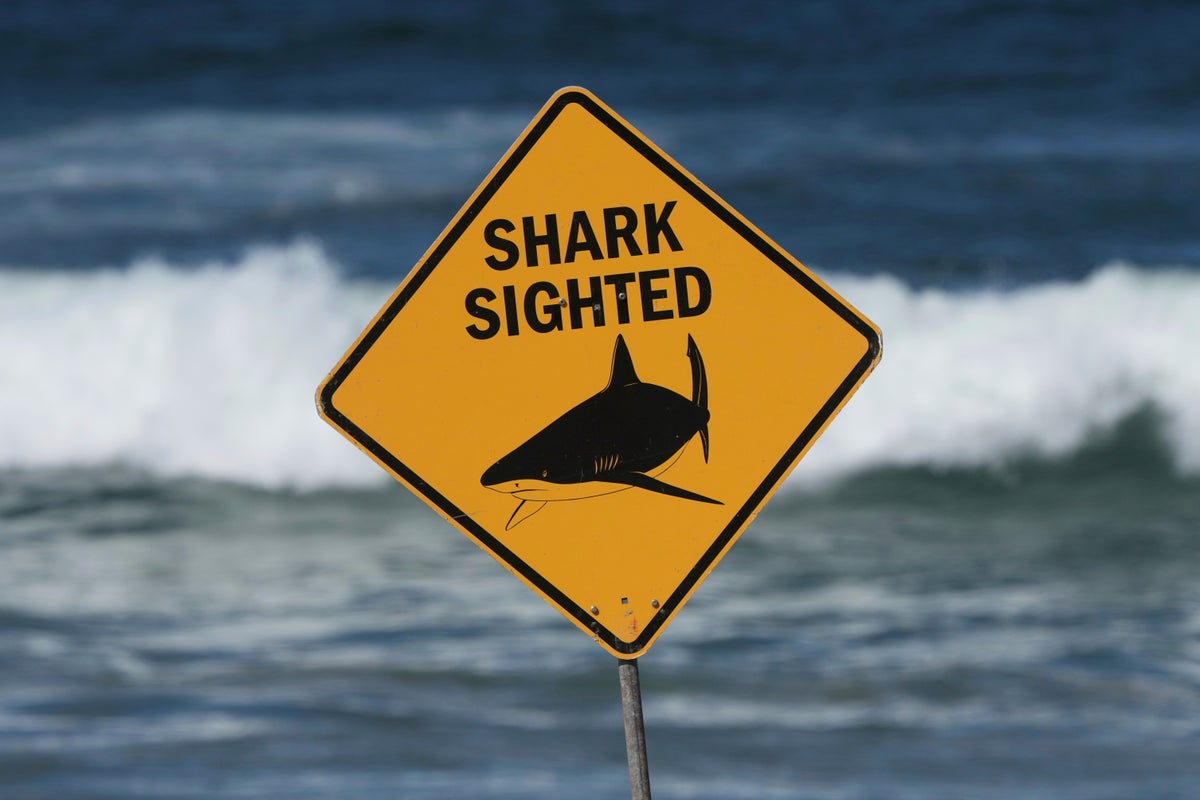 Spearfisher mauled on Great Barrier Reef in Australia’s second fatal shark attack in a week – UK Times