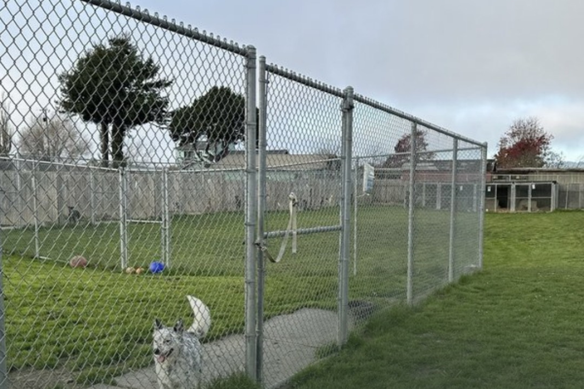 Bay Area shelters cut ties with rescue after dogs listed for adoption were found shot and buried, report says – UK Times Bay Area shelters cut ties with rescue after dogs listed for adoption were found shot and buried, report says – UK Times
