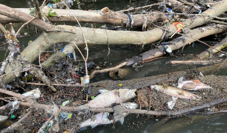 One expert said that the fish kill was the worst he had seen in 20 years