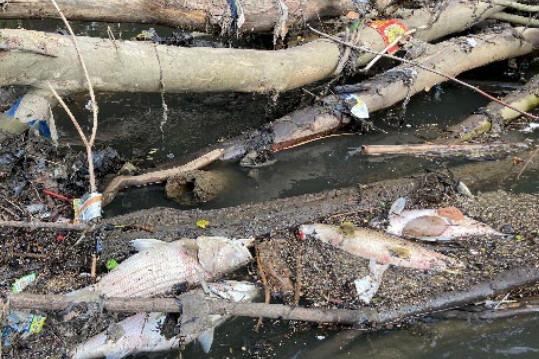 One expert said that the fish kill was the worst he had seen in 20 years (Chattahoochee Riverkeeper)