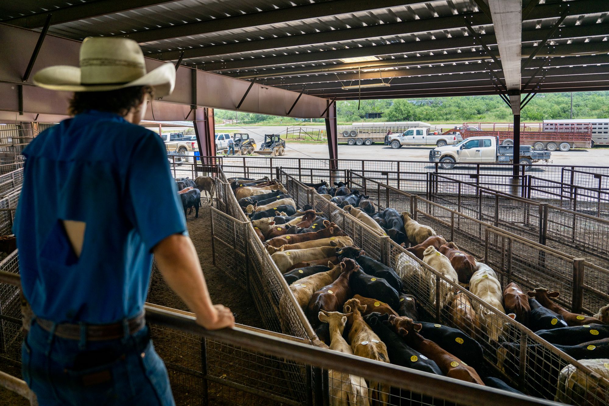 Inflation, President Donald Trump’s tariffs, and the prices being set by meatpackers—effectively the middlemen who buy cattle from ranchers, process the beef and sell it on to restaurants and grocery stores—are all contributing to the price hike