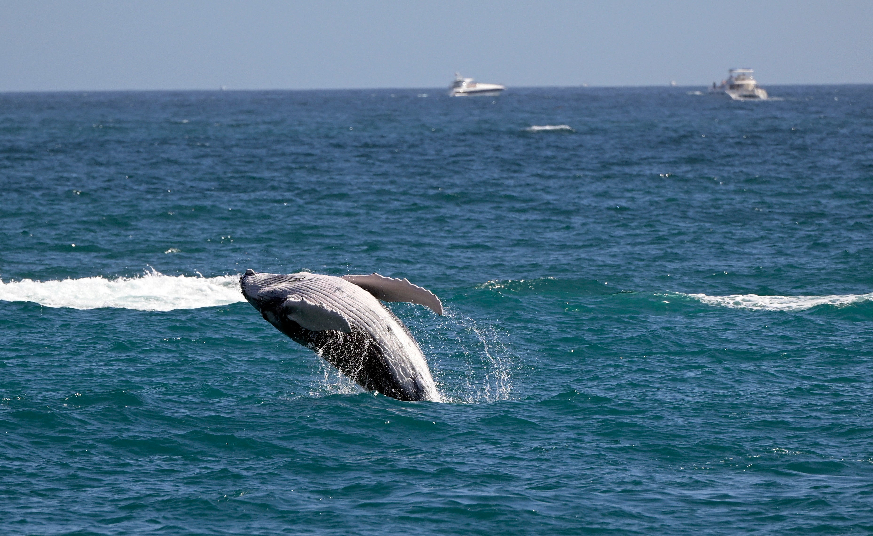 Researchers blame malnutrition for record-breaking number of gray whale deaths